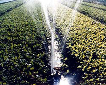 噴水管使用在蔬菜灌溉