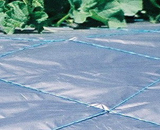 西瓜園的鋪地農網固定在塑膠覆蓋地膜上,並讓西瓜藤鬚攀爬固定