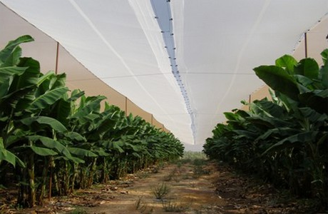 Anti hail net for banana orchard